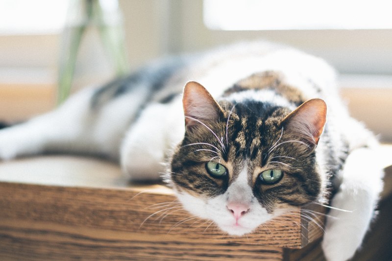 cat feline tabby and pet 4k