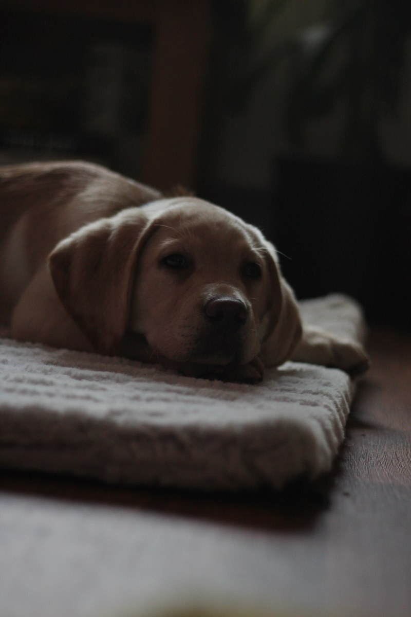 dog puppy golden retreiver and rest hd, 4k