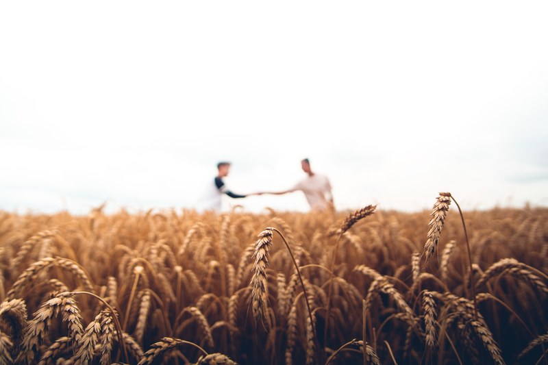 men shake hands out of focus in a wheat field, bound 4k
