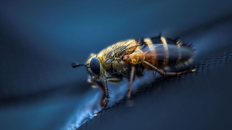 fly, insect, macro, eyes, wings, 4k