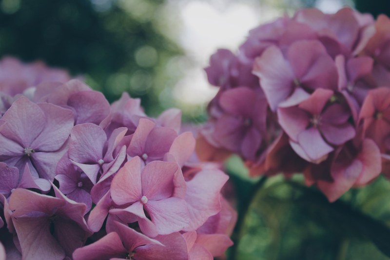 close up of two pink clusters of hydrangea flowers, pink hydrangea clusters 4k