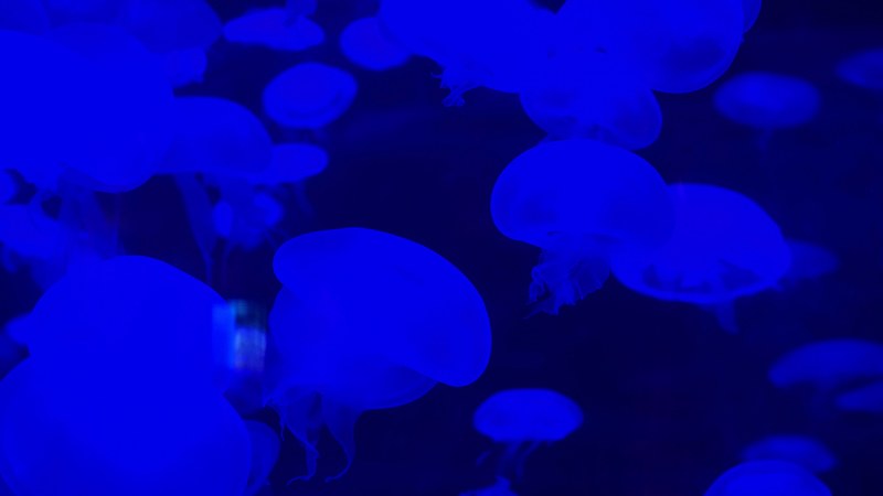 a bloom of jellyfish give off a fluorescent glow in blue water, blue jellyfish 4k