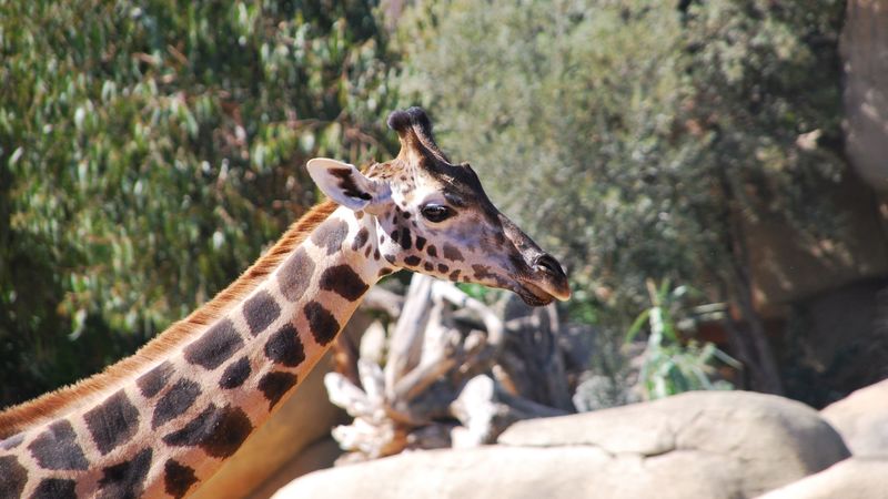giraffe, face, spotted, 4k