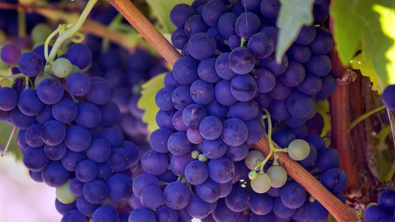 a close up of bunches of purple grapes on the vine, future wine on vine 4k
