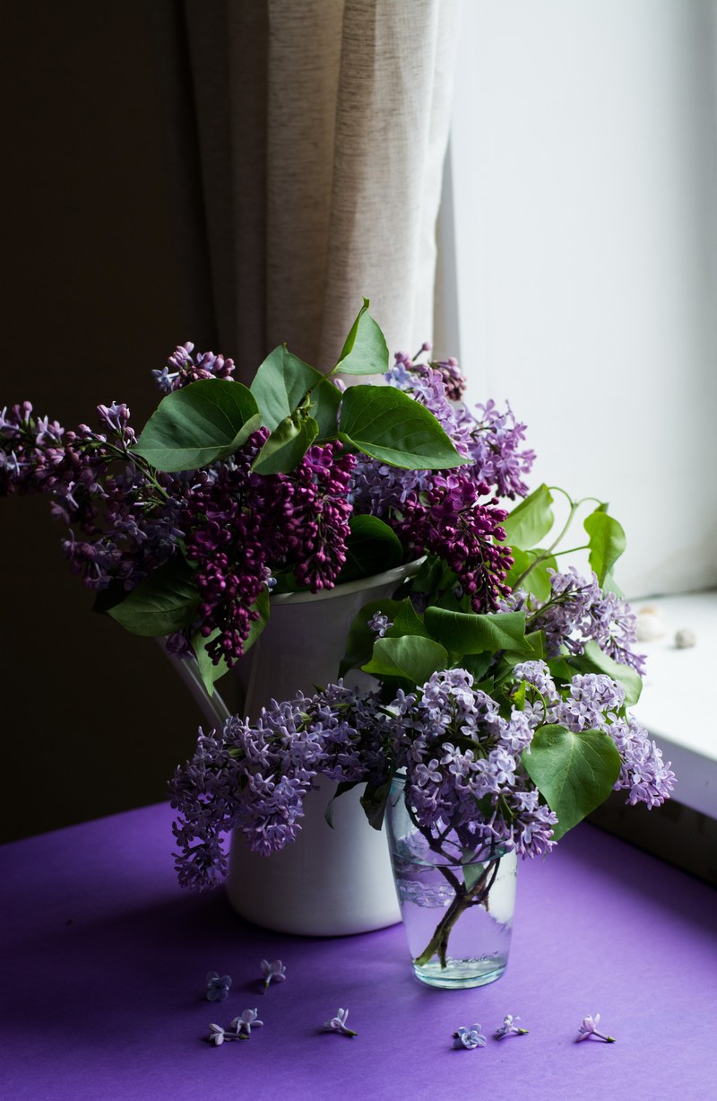 two vases full of lilac flowers on a table near a windowsill, fragrant lilac by a windowsill 4k
