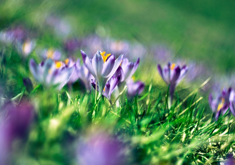 purple crocus flowers in spring nowy jork teksas stany zjednoczone, purple crocuses in bloom 4k