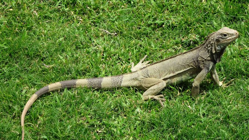 iguana, grass, lizard, 4k