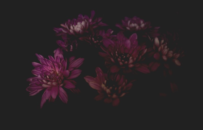 a dim shot of a bunch of purple flowers, purple flowers on black 4k