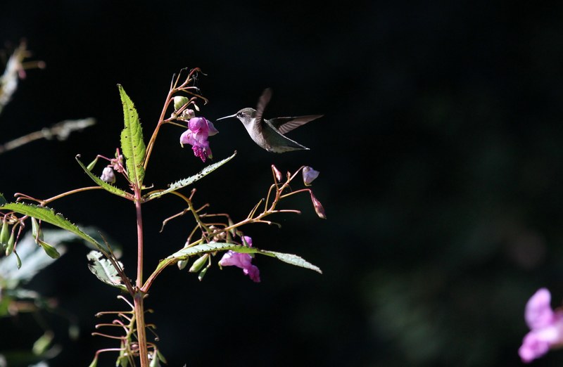 a hummingbird in flight above a purple flower in high park, hummingbird over purple flowers 4k