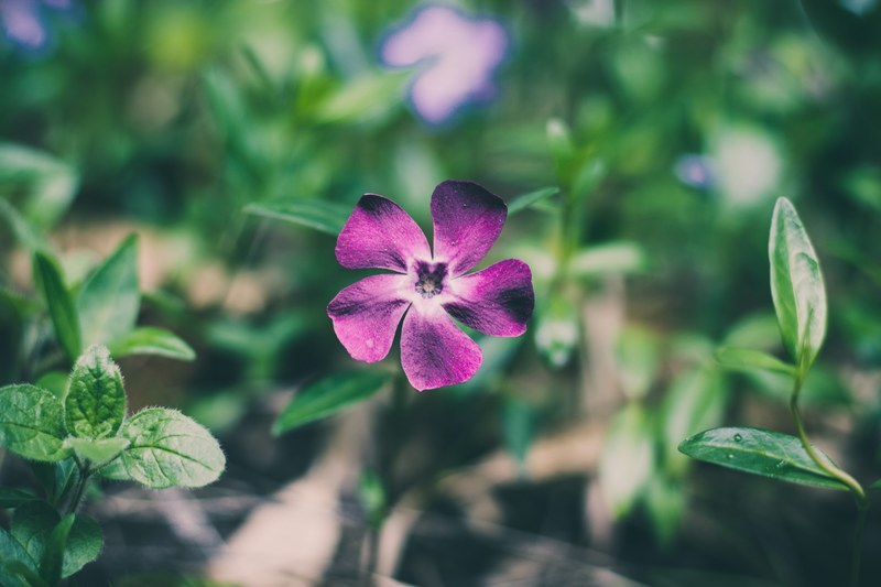 wildflower with purple petals grows in a field of green plant, purple wildflower 4k