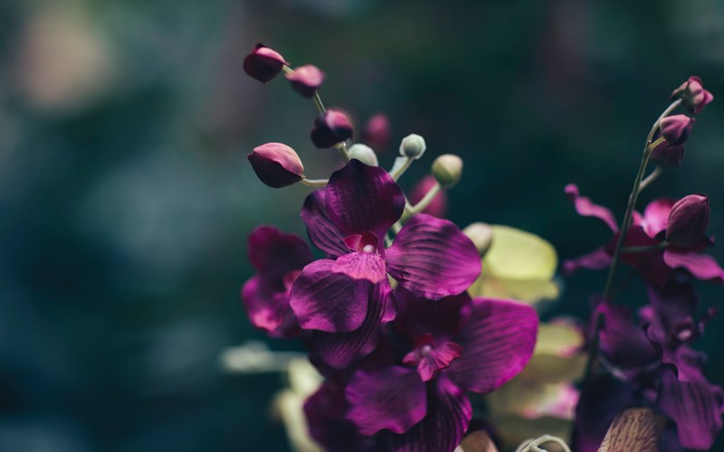 deep purple orchid flowers against a blurry background, dark little beautiful things 4k