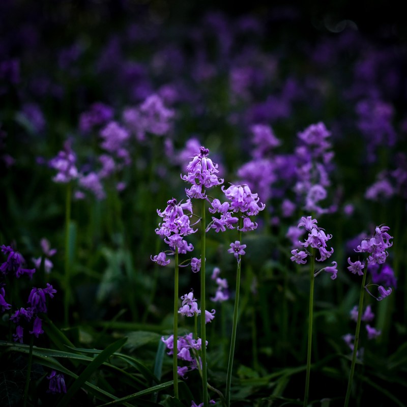 a dim shot of a grouping of bluebell flowers, the bluebells in the wilderness 4k