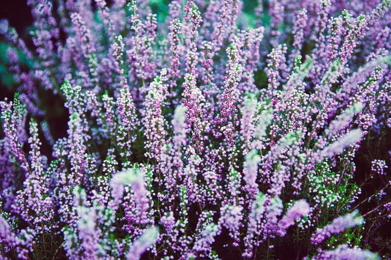 a large bed of purple heather, charming purple heather 4k
