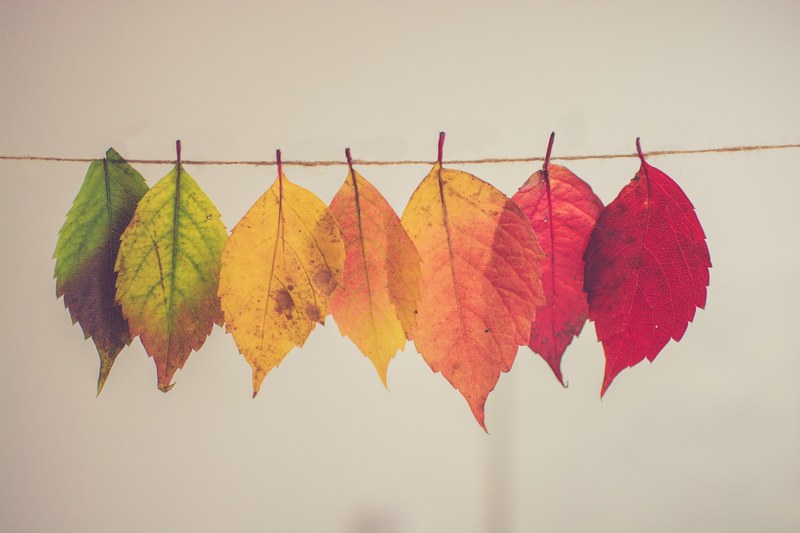 color leaf fall and autumn 4k