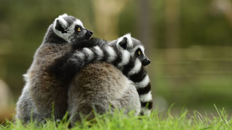 lemur, couple, hugging, 4k