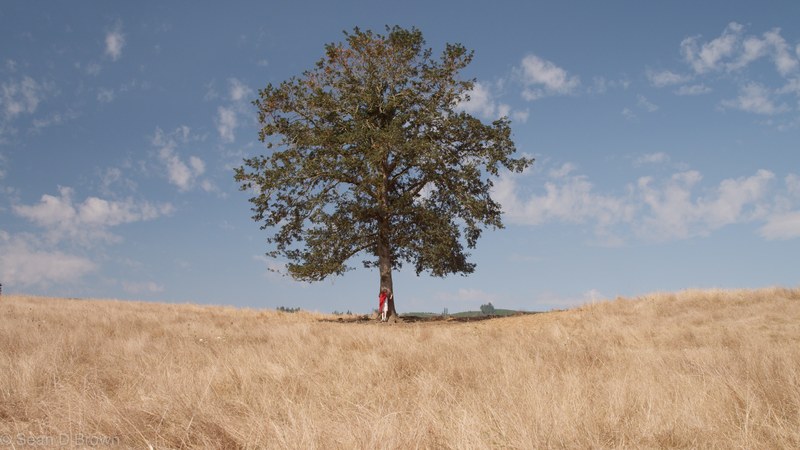 a distant shot of a person leaning against the trunk of a lone tree in a golden field, in the shade of the lone tree 4k