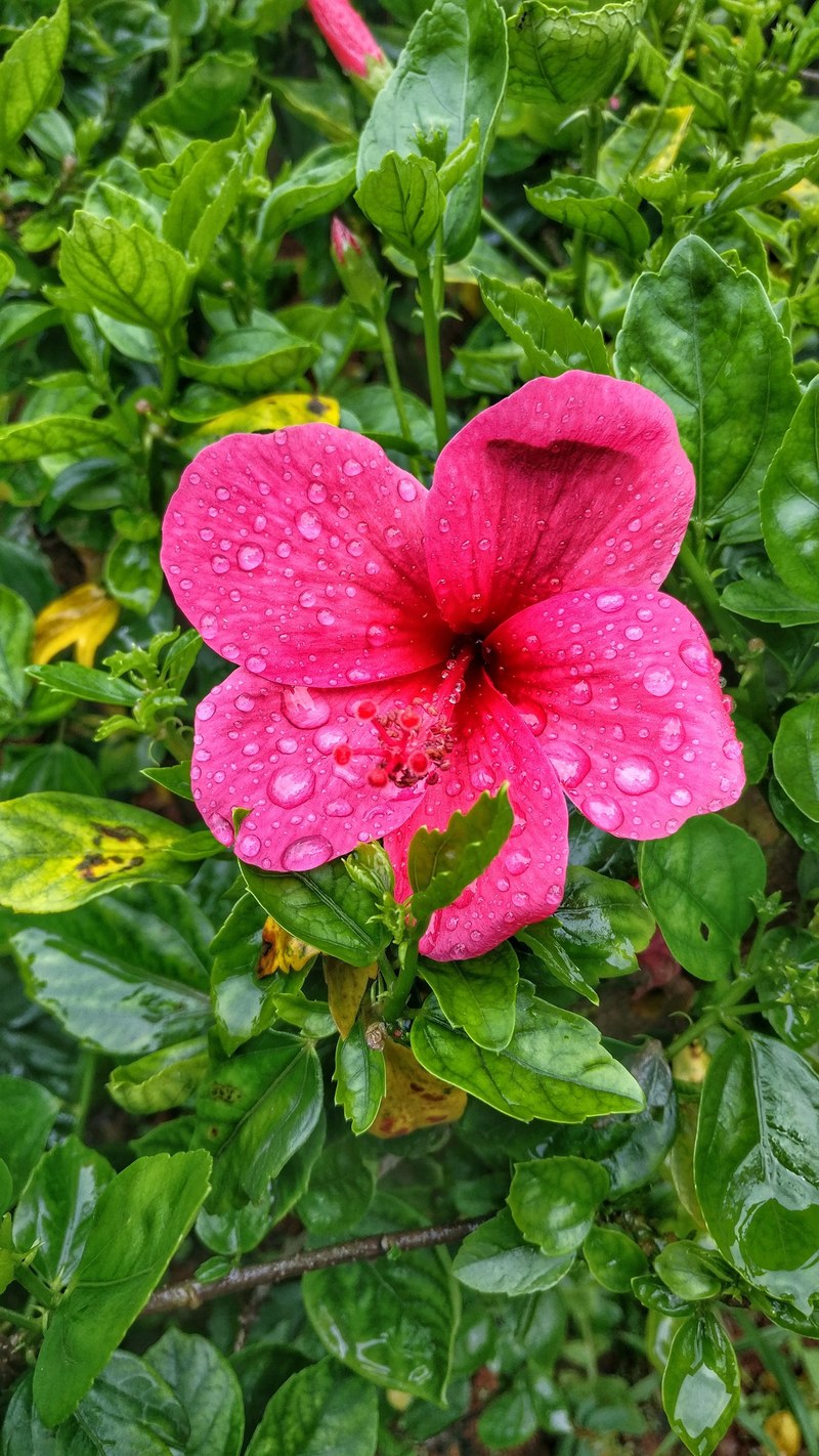 petal garden plant and flower hd, 4k
