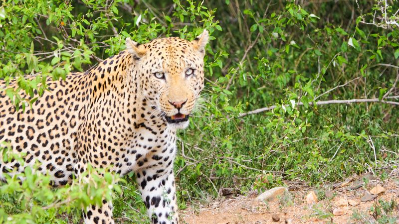 leopard, cheetah, predator, look, 4k