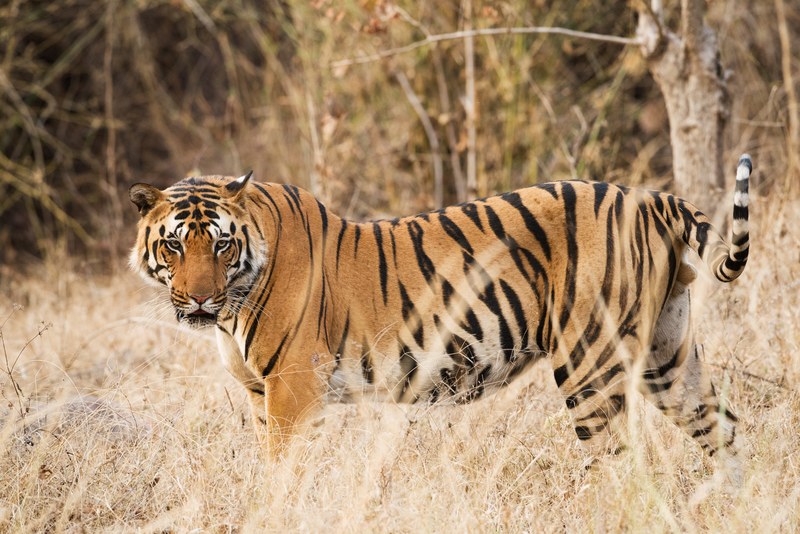tiger wildlife animal and eye contact 4k
