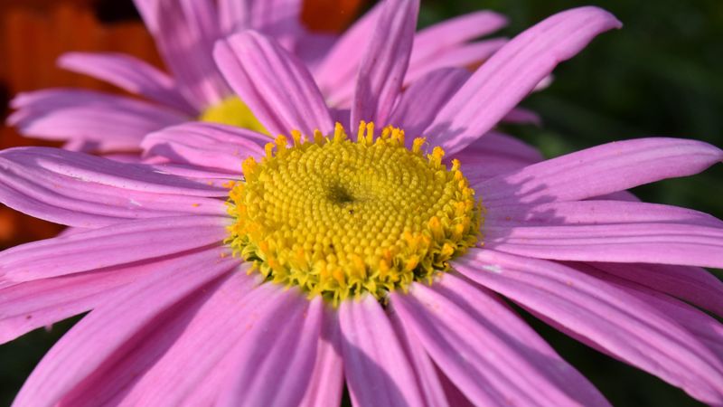 daisy, viola, flower, petals, 4k