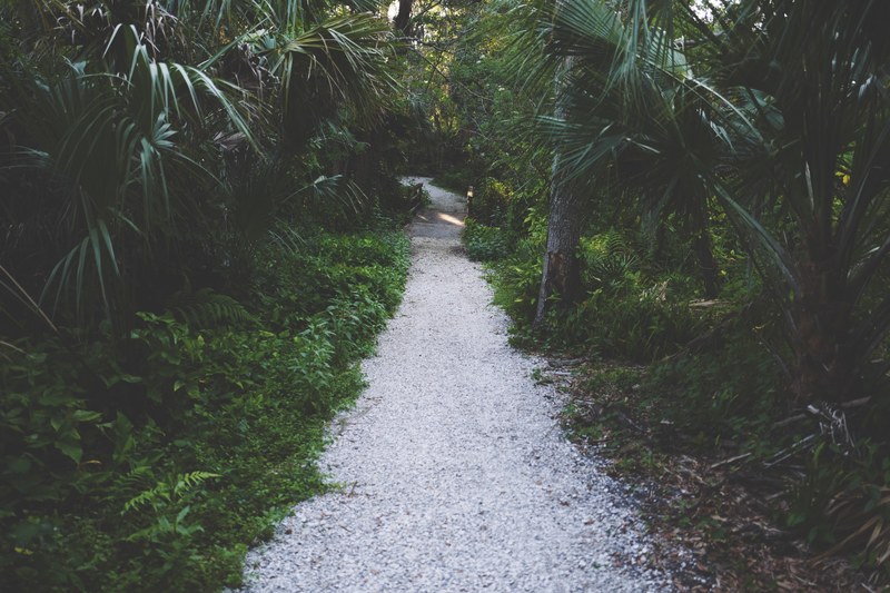 a gravel path surrounded by palm trees and tropical vegetation in john r_ bonner nature park, white gravel path in the rainforest 4k