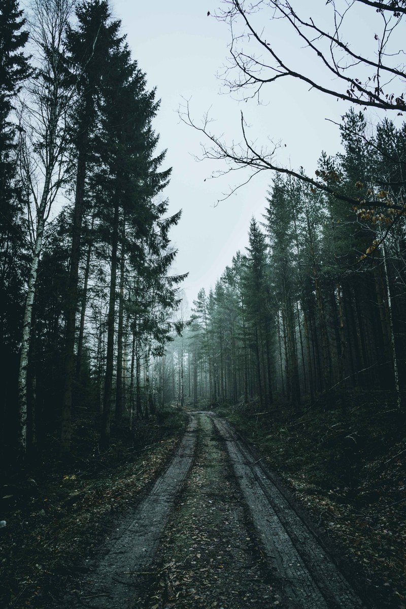 foggy morning 4k