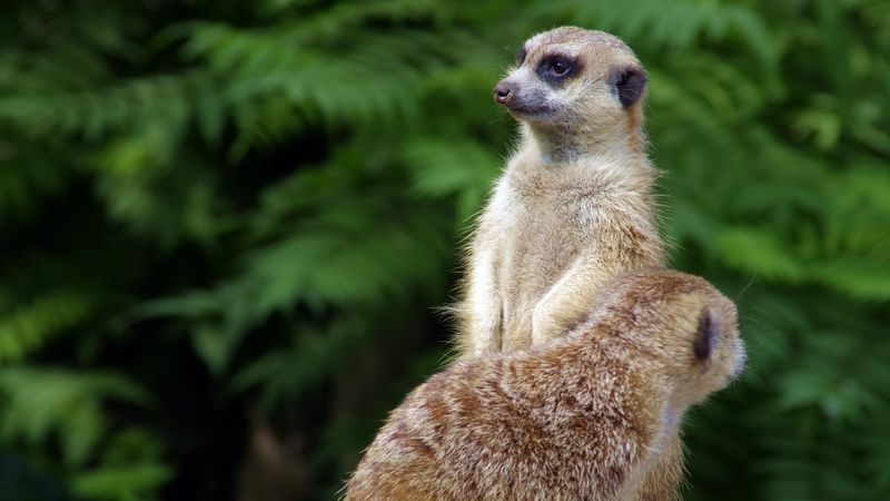 meerkats, couple, grass, 4k