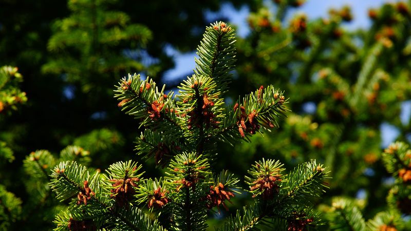 pine, pine needles, branches, thorns, 4k
