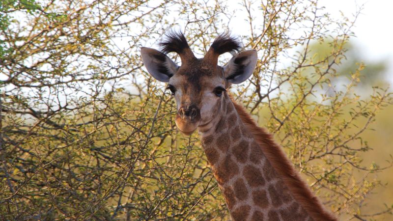 giraffe, ears, spotted, 4k