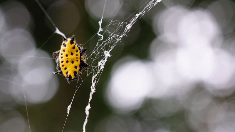 spider, web, insect, close-up, 4k