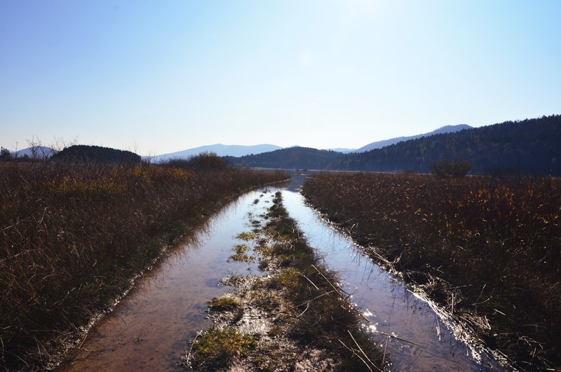 shrubby wetlands with a stream flowing into a river, wetlands by the river 4k