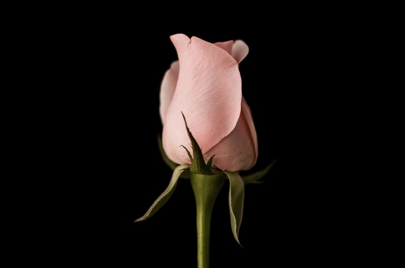 a pink closed up rose against a black background, pink american rose 4k