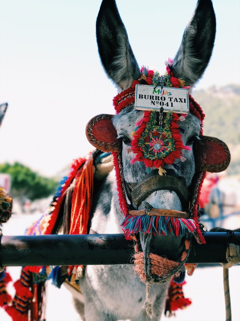 donkey for transportation wearing ornate bridle and reins, burro taxi 4k
