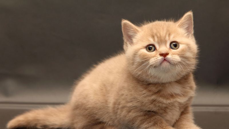 kitten, briton, cute, 4k