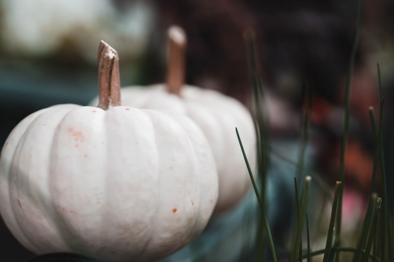 pumpkin white gourd and squash 4k