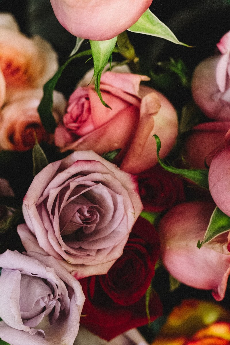 flower rose petal and plant hd, 4k