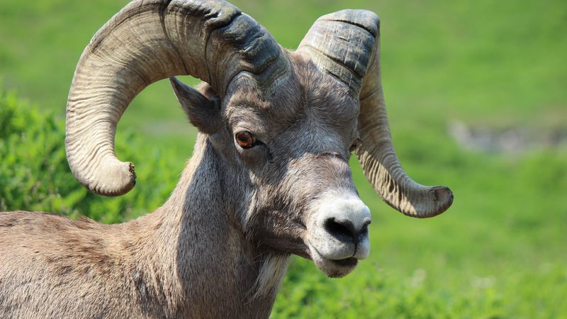 goat, horns, muzzle, 4k
