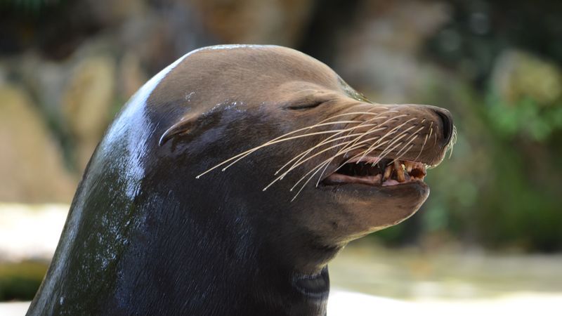 sea lion, emotions, face, wet, 4k