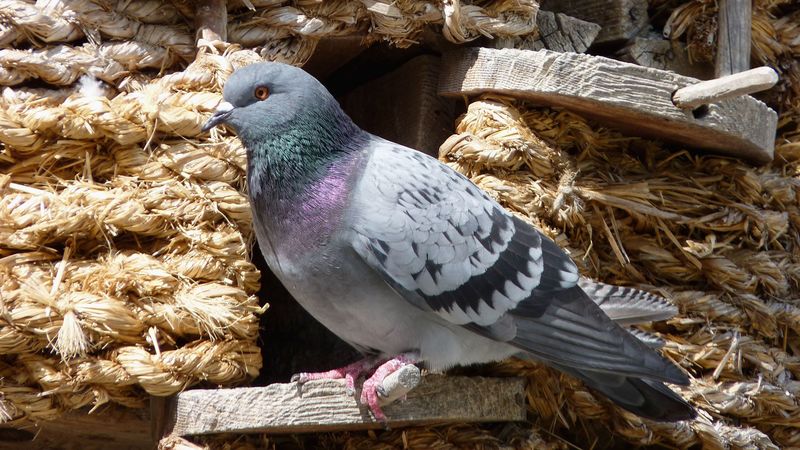 dove, bird, sitting, dovecote, 4k
