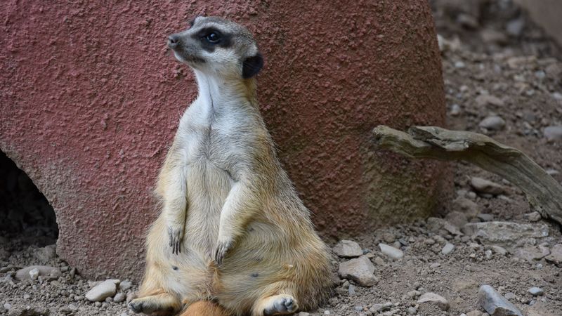 meerkat, sitting, cool, 4k