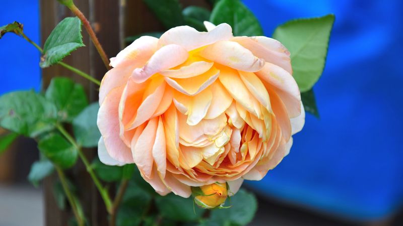 rose, flower, bud, petals, 4k