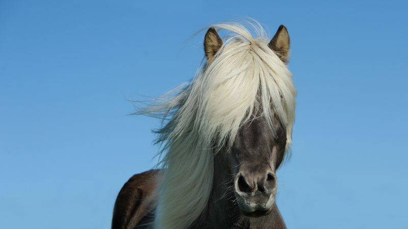 iceland horse, horse, mane, sky, 4k