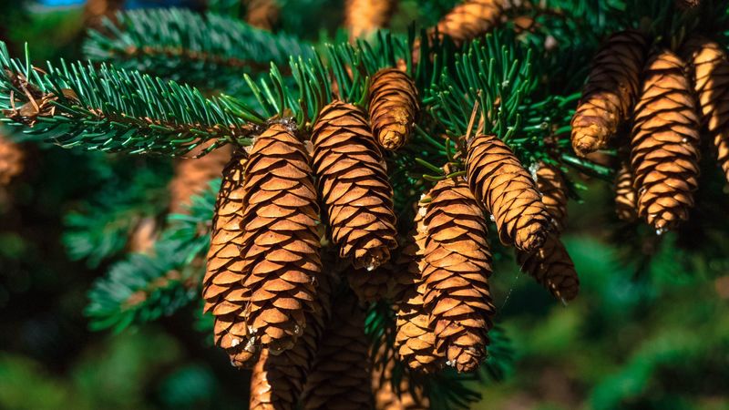 cones, fir, branch, 4k