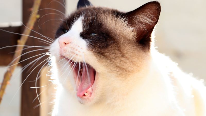 cat, siamese, face, yawn, 4k