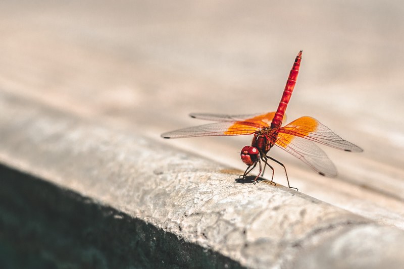 orange dragonfly lands on the concrete pavement, dragonstationary 4k