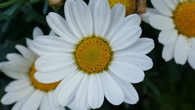 daisy, flowers, petals, close-up, 4k