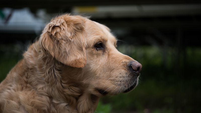 golden retriever, muzzle, eyes, 4k