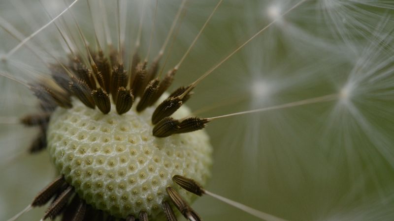 dandelion, fluff, macro, 4k