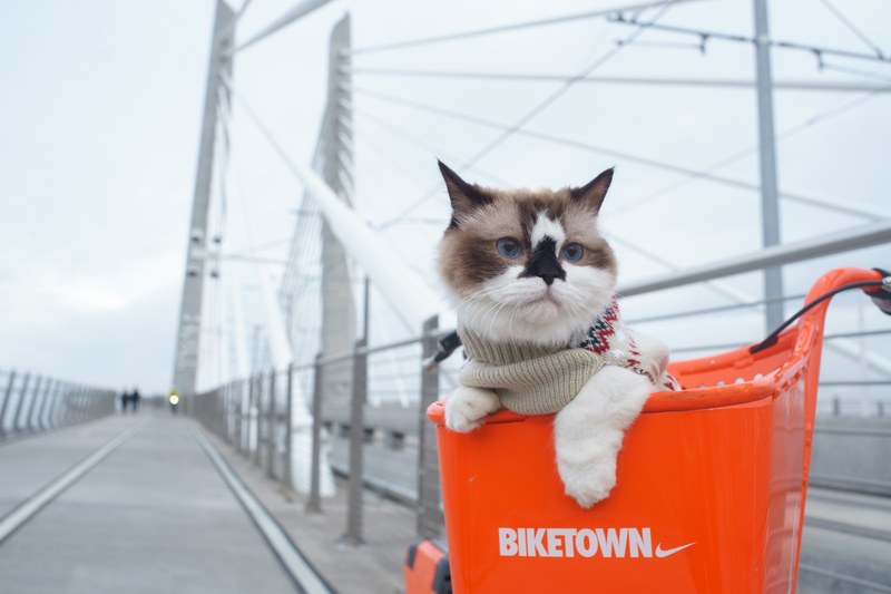 a cat in a biketown bike basket while crossing a portland bridge, albert rides a bike 4k