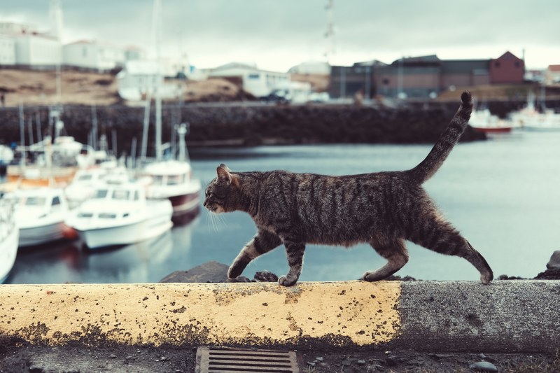 a tabby cat walking along a ledge over a harbor, cat in a bay 4k